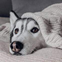 Pet Sitting - Bed & Barkfast